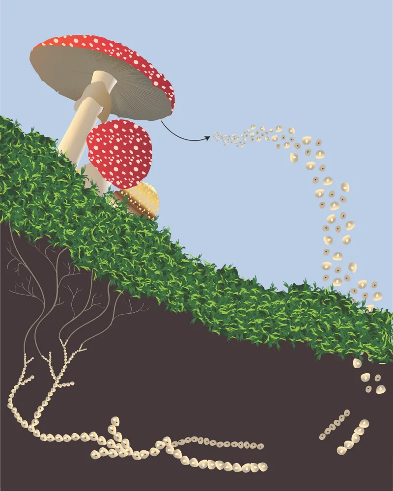 Mushrooms Amanita muscaria Amanita Stickdatei – Natur