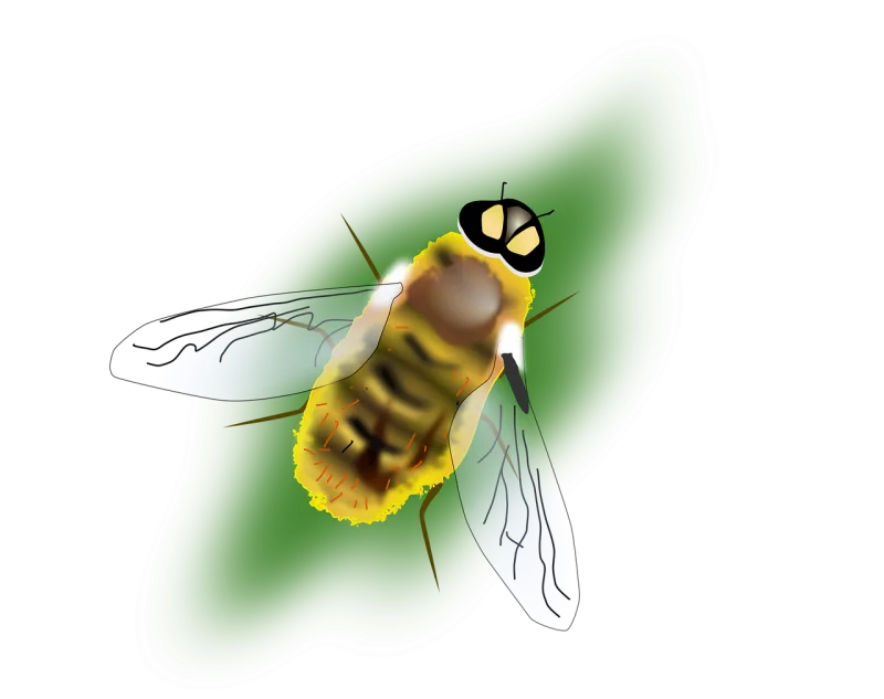 Bee Insect Honey Stickdatei – Tiere