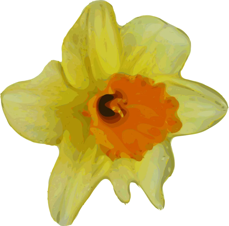 Daffodil Beautiful flowers Narcissus Stickdatei – Musik