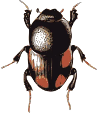 Beetle Insect Bug Stickdatei – Tiere