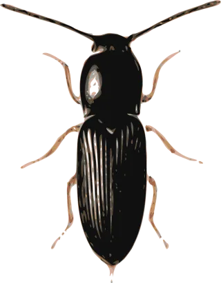 Beetle Insect Bug Stickdatei – Tiere
