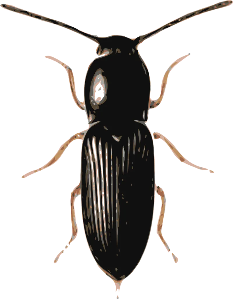 Beetle Insect Bug Stickdatei – Tiere