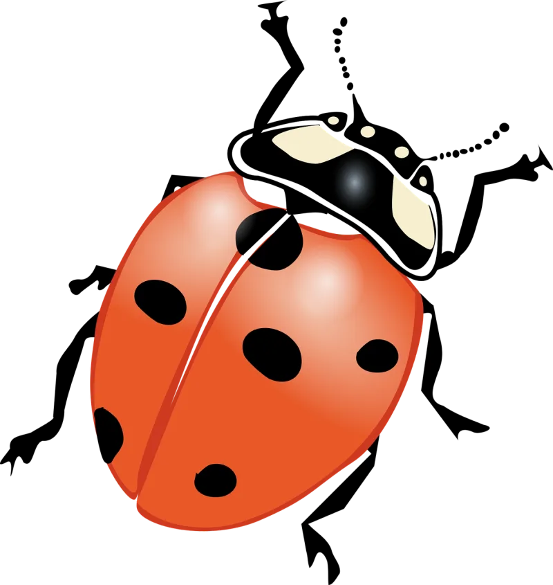 Ladybeetle Ladybird beetle Ladybug Stickdatei – Tiere