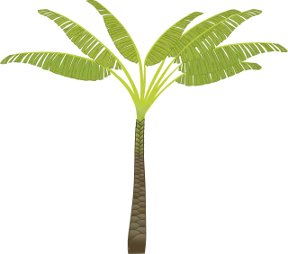 Palm tree Palm leaves Plant Stickdatei