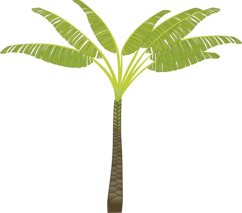 Palm tree Palm leaves Plant Stickdatei – Natur