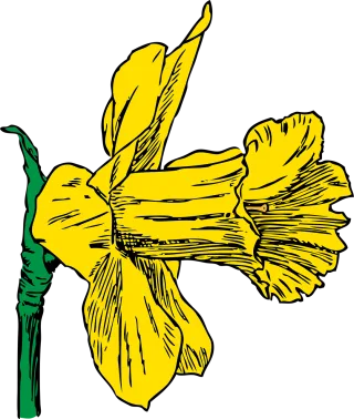 Daffodil Flower background Season Stickdatei – Musik