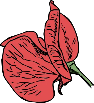 Corn poppy Poppy Red poppy Stickdatei