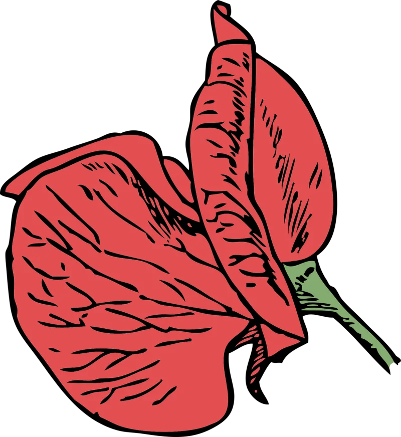 Corn poppy Poppy Red poppy Stickdatei – Blumen
