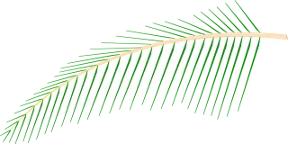 Leaf Coconut Tree Stickdatei – Natur