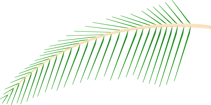 Leaf Coconut Tree Stickdatei – Natur