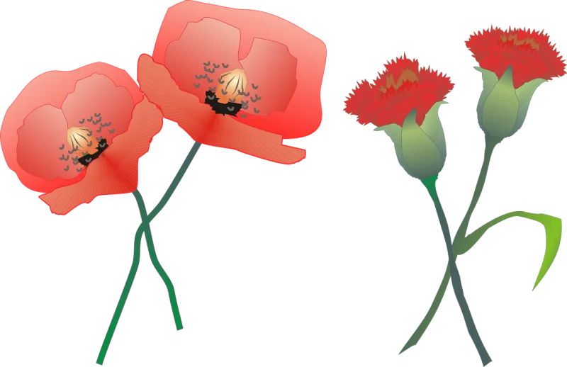 Carnation Poppy Beautiful flowers Stickdatei – Blumen