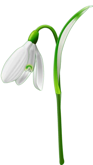 Flower Snowdrop Nature Stickdatei