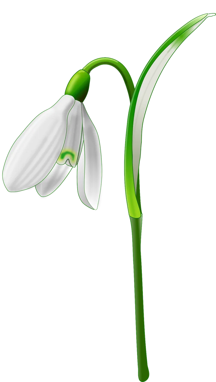 Flower Snowdrop Nature Stickdatei – Natur