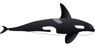Dolphin Orca Whale Stickdatei