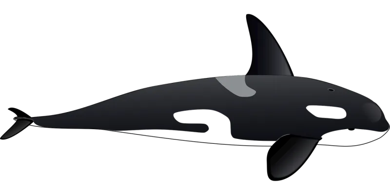 Dolphin Orca Whale Stickdatei – Tiere