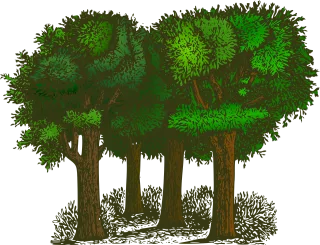 Forest Trees Plants Stickdatei