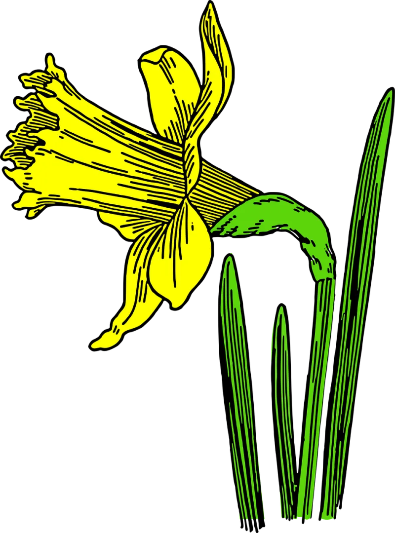 Daffodil Flower Nature Stickdatei – Musik