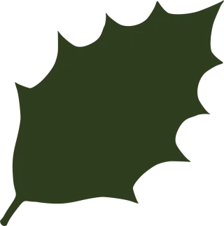 Holly Ilex aquifolium Ilex Stickdatei
