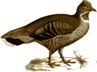Pheasant Bird Animal Stickdatei