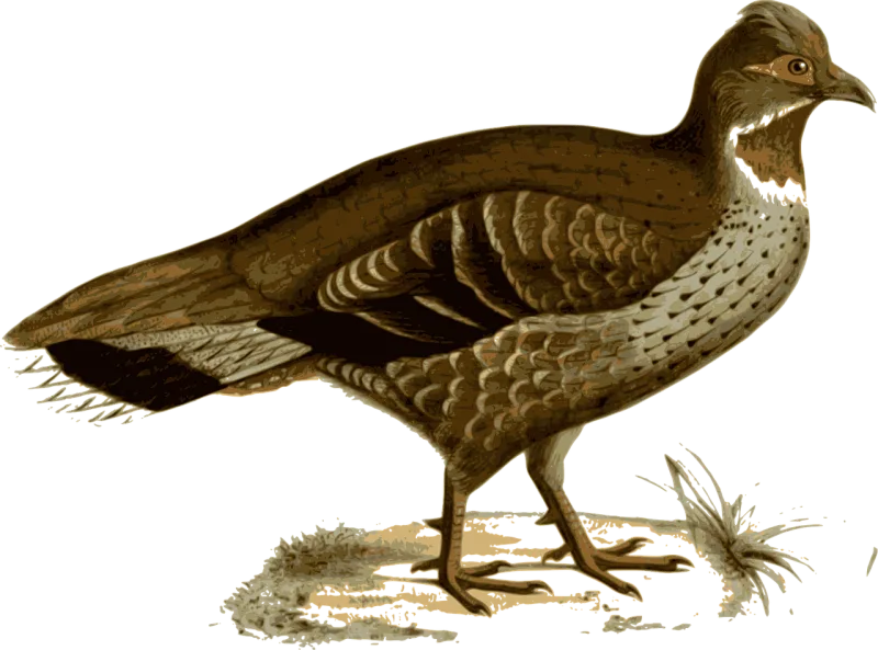 Pheasant Bird Animal Stickdatei – Tiere