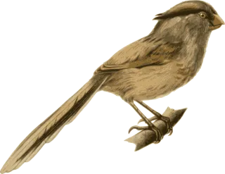 Bird Feathers Nature Stickdatei