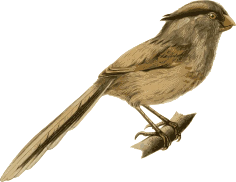 Bird Feathers Nature Stickdatei – Natur