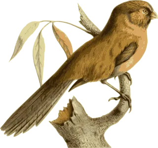 Bird Feathers Animal Stickdatei
