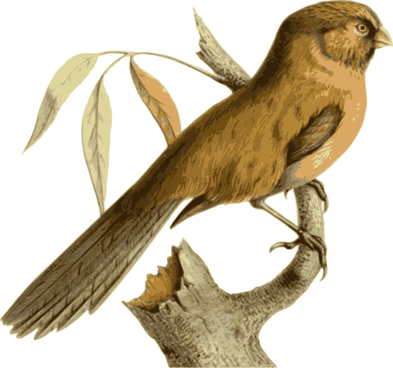 Bird Feathers Animal Stickdatei – Natur