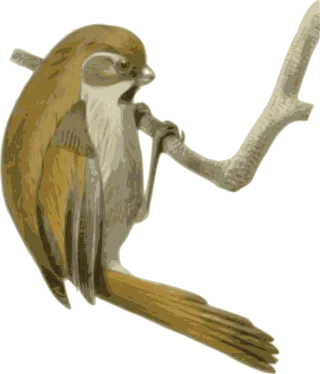 Bird Feathers Animal Stickdatei – Natur