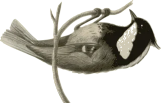 Bird Feathers Animal Stickdatei