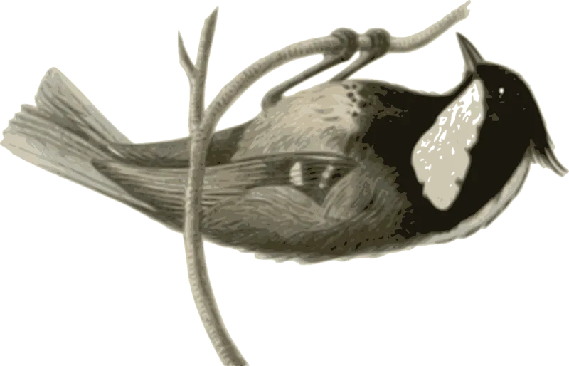 Bird Feathers Animal Stickdatei – Natur