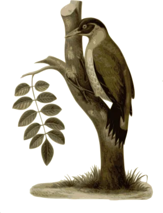 Bird Feathers Animal Stickdatei