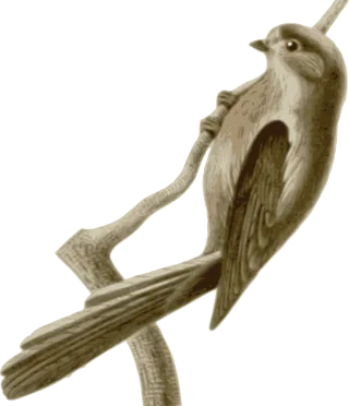 Bird Feathers Animal Stickdatei