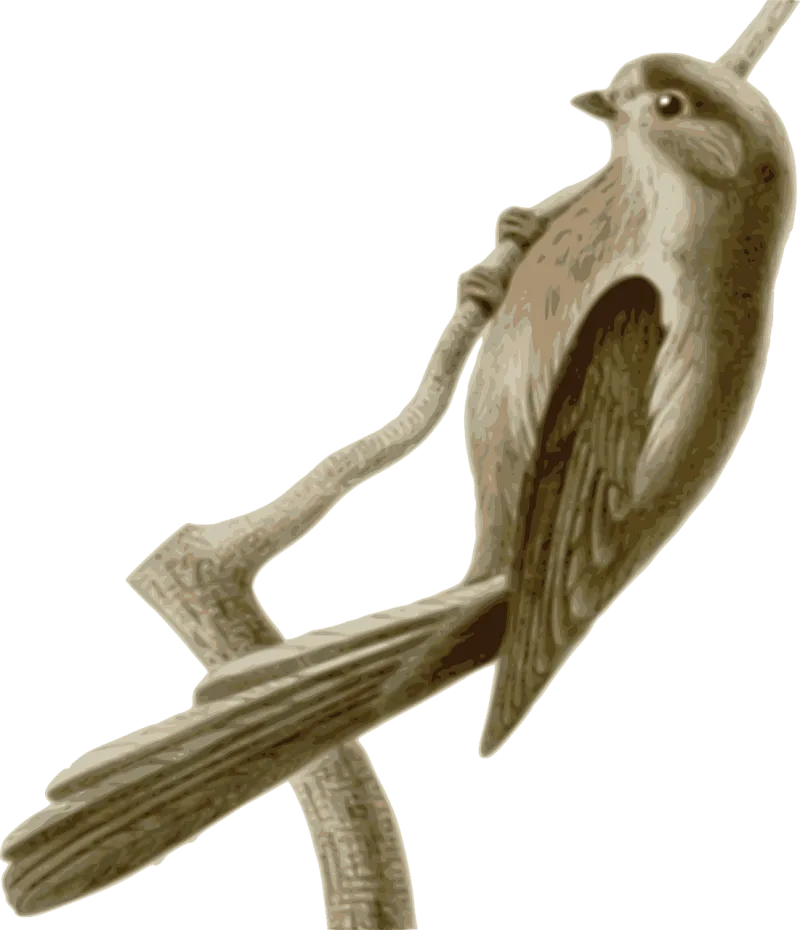 Bird Feathers Animal Stickdatei – Natur