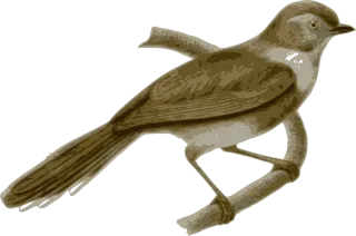 Bird Nature Feathers Stickdatei – Natur