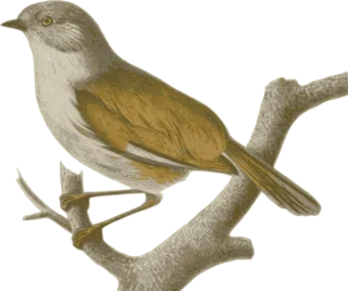 Sparrow Bird Feathers Stickdatei