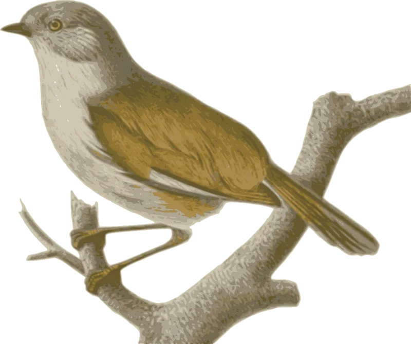 Sparrow Bird Feathers Stickdatei – Natur