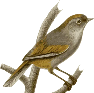 Sparrow Nature Bird Stickdatei