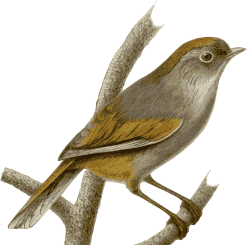 Sparrow Nature Bird Stickdatei – Natur