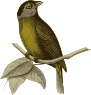 Bird Feathers Animal Stickdatei