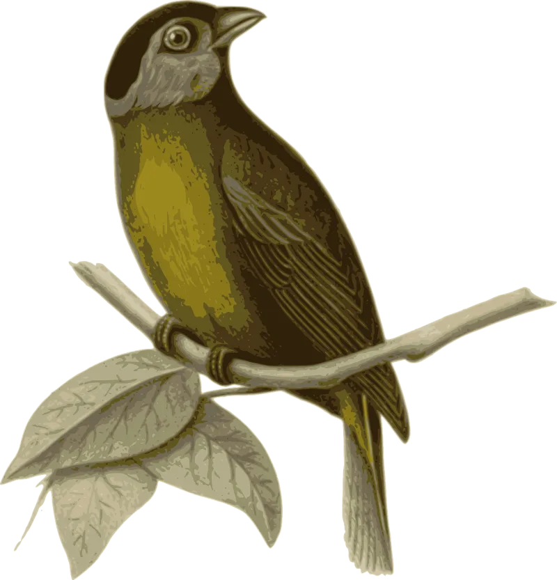 Bird Feathers Animal Stickdatei – Natur