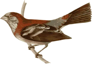 Bird Nature Feathers Stickdatei