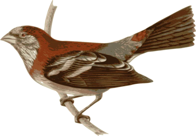 Bird Nature Feathers Stickdatei – Natur