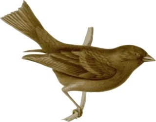 Bird Feathers Nature Stickdatei