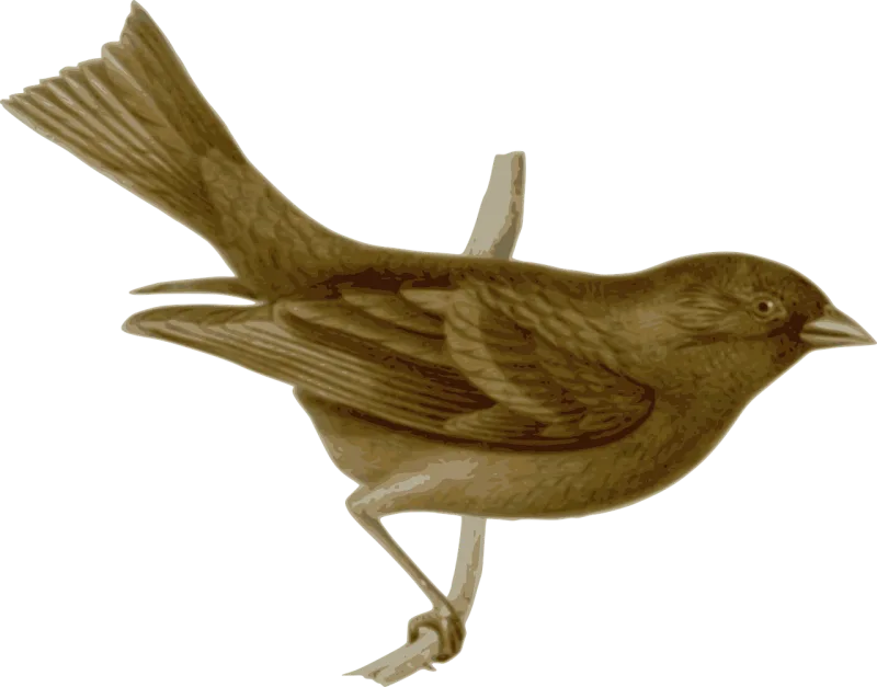 Bird Feathers Nature Stickdatei – Natur