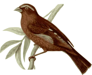 Bird Feathers Animal Stickdatei