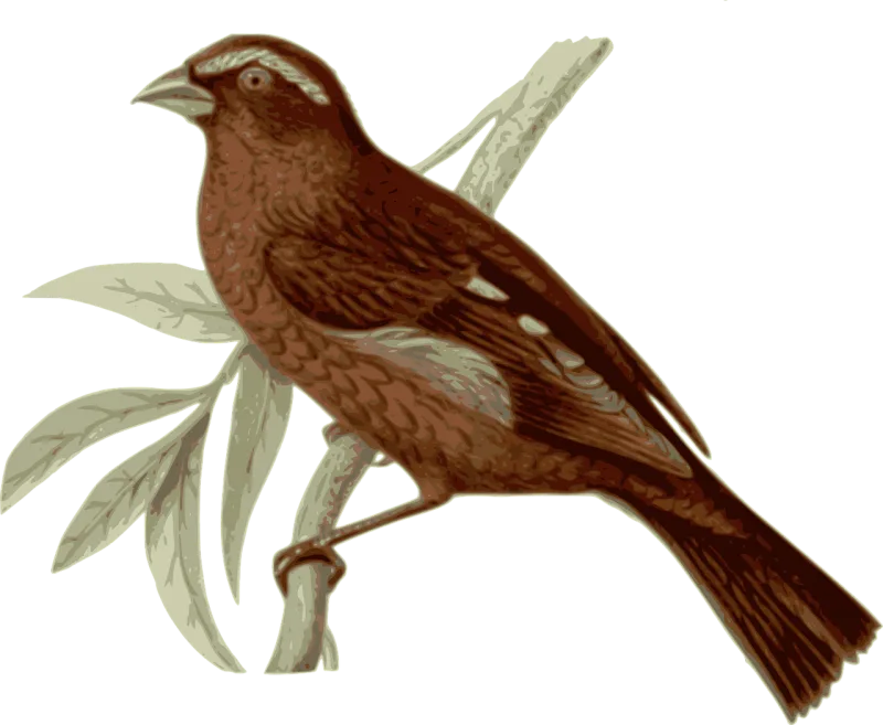 Bird Feathers Animal Stickdatei – Natur