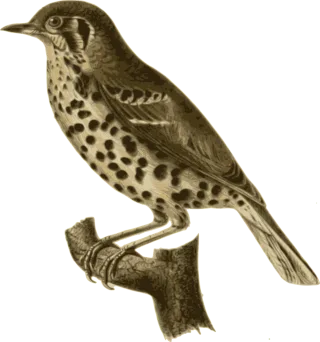 Bird Feathers Animal Stickdatei
