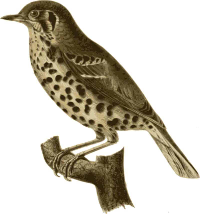 Bird Feathers Animal Stickdatei – Natur