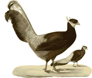 Pheasant Standing Walking Stickdatei